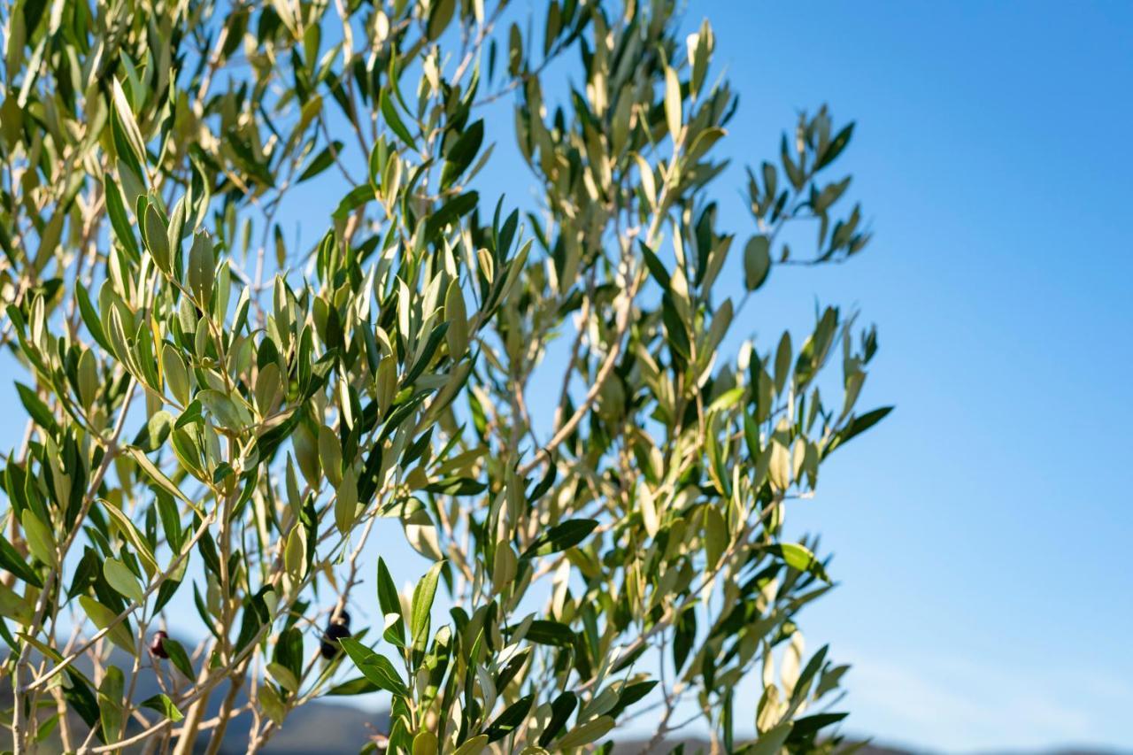 Agriturismo Terre Di Castiglione Castiglione della Pescaia Luaran gambar